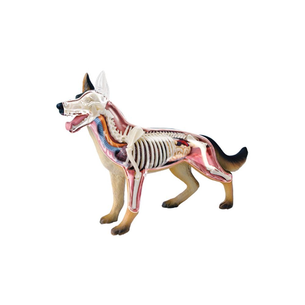 41DScOIABqL Tedco Dog Anatomy Model - Image 1