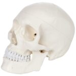 Axis Scientific Human Skull Model - Image 3