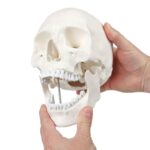 Axis Scientific Human Skull Model