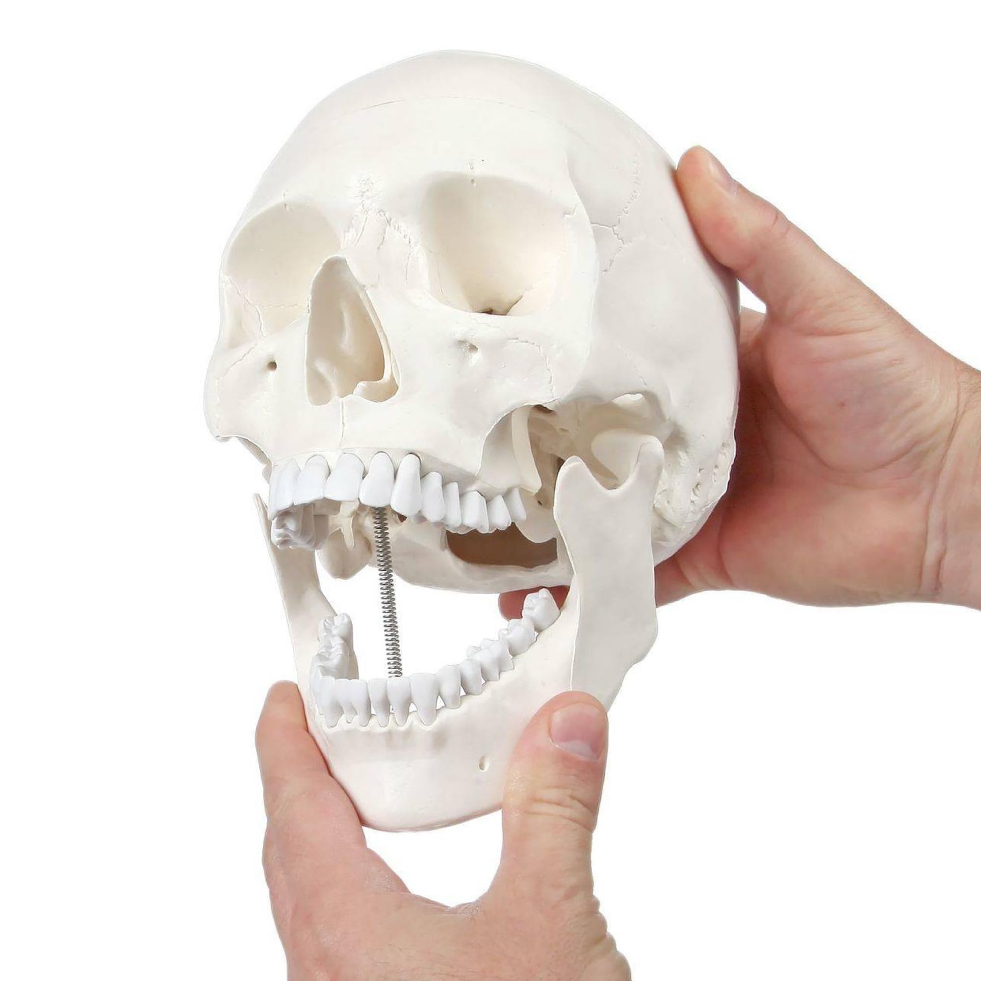 61j7pIIGjrL Axis Scientific Human Skull Model - Image 1