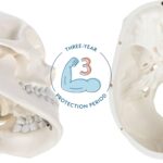 Axis Scientific Human Skull Model - Image 2