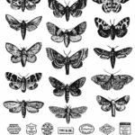 Stampers Anonymous Moth Study Set